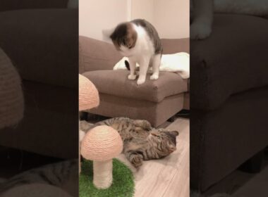 【魚屋と猫】子分猫による謀反 #保護猫 #おもしろ #魚屋と猫 #ねこ #喧嘩