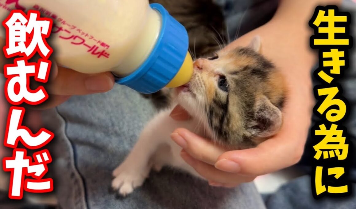 必死で生きる子猫たちに驚きの変化が現れました