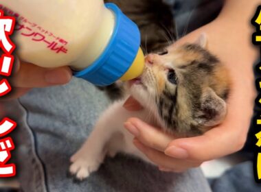 必死で生きる子猫たちに驚きの変化が現れました