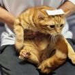 コロコロテープを使って子猫の爪切りをした結果が...
