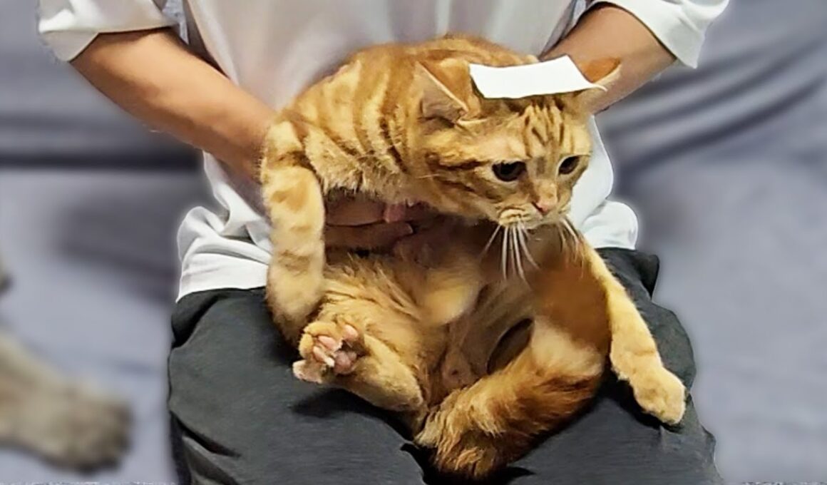 コロコロテープを使って子猫の爪切りをした結果が...