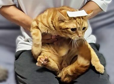 コロコロテープを使って子猫の爪切りをした結果が...