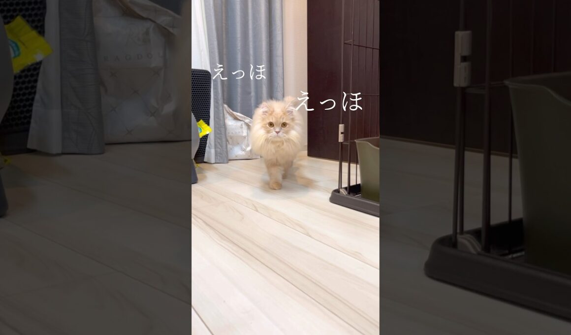 サイベリアンはモフモフって伝えなきゃ#shorts #猫 #サイべリアン