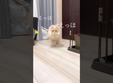 サイベリアンはモフモフって伝えなきゃ#shorts #猫 #サイべリアン