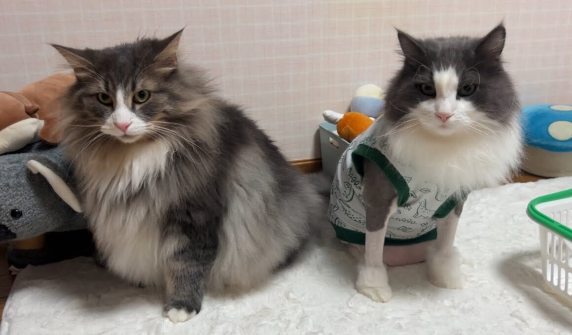【微妙な距離】やっとお兄ちゃんを認識し始めた…！？甘えん坊なノルウェージャンフォレストキャット♡