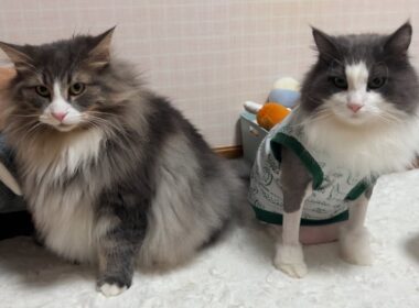 【微妙な距離】やっとお兄ちゃんを認識し始めた…！？甘えん坊なノルウェージャンフォレストキャット♡