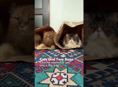 猫たちと2つの袋／大きい袋に入りたかったチャチャ