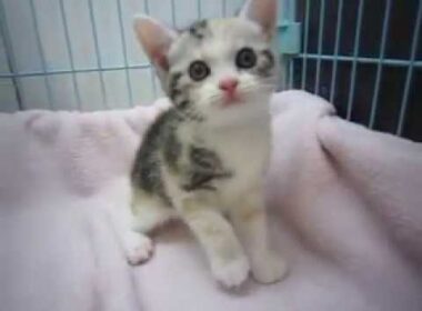 アメリカンショートヘアーのシルバーパッチドタビー＆ホワイトの女の子No17048