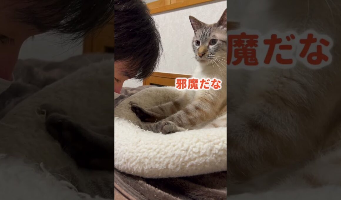 人間が猫に弟子入りした結果…