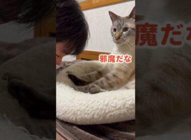 人間が猫に弟子入りした結果…