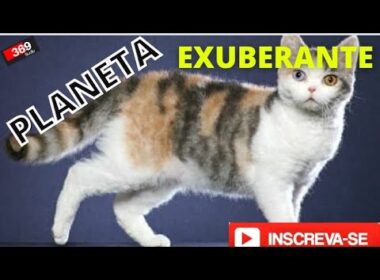 American Wirehair #shorts