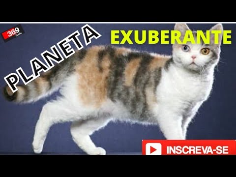 American Wirehair #shorts