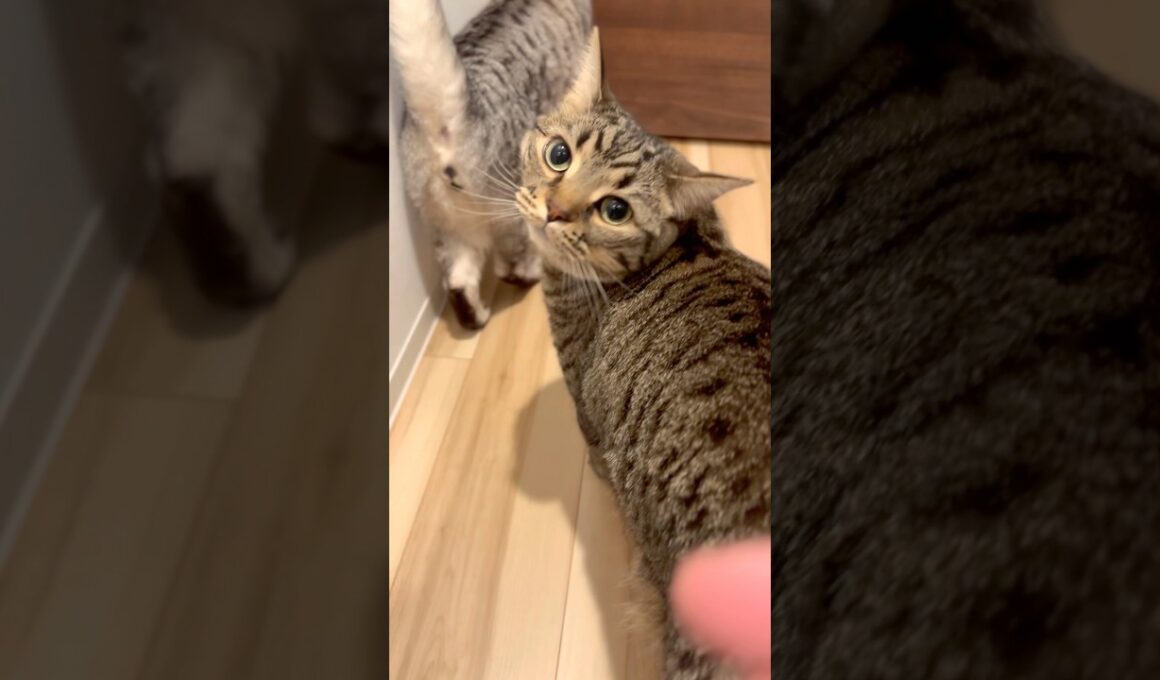 たぬきのような猫、全てが愛おしい!! #shorts #猫 #cat
