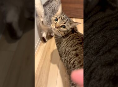 たぬきのような猫、全てが愛おしい!! #shorts #猫 #cat