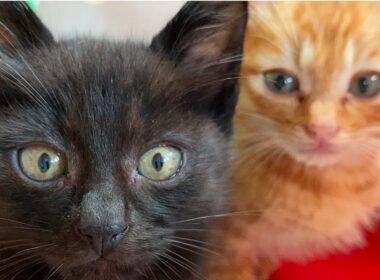 街一番のアホ猫、街の最後の名物猫になる　The town's last famous cat 'Red tabby Ichigo'