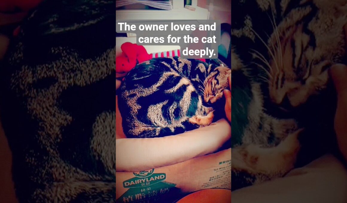 香港店貓咪#kitten   #lovesong  #pets  #catvideos  #cat  #pets #cute #動物