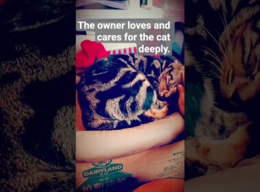 香港店貓咪#kitten   #lovesong  #pets  #catvideos  #cat  #pets #cute #動物