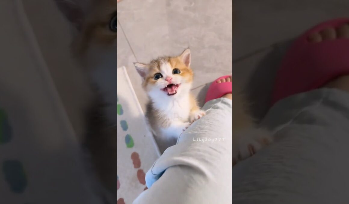 小さな鳴き声、大きな可愛さ！🐱💕#かわいい #猫 #子猫 #鳴き声 #面白い