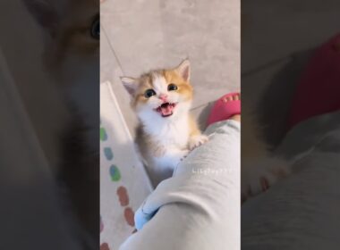 小さな鳴き声、大きな可愛さ！🐱💕#かわいい #猫 #子猫 #鳴き声 #面白い