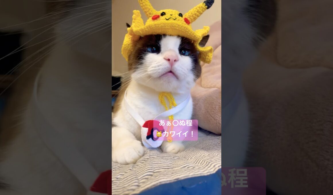 可愛い生き物に親ばか！ 猫のいる暮らし #ハワイ猫ケアとリオナ #shorts