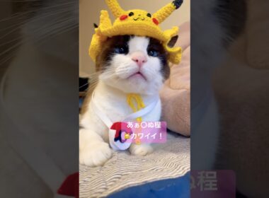 可愛い生き物に親ばか！ 猫のいる暮らし #ハワイ猫ケアとリオナ #shorts