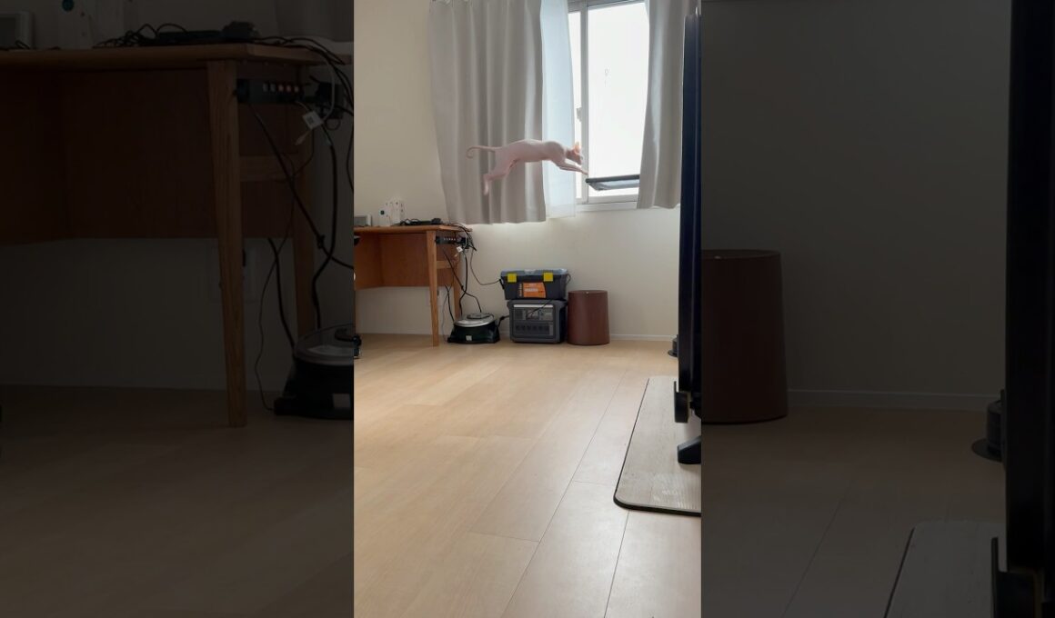 窓際ハンモックに行くルートを模索する気のない猫【スフィンクス】
