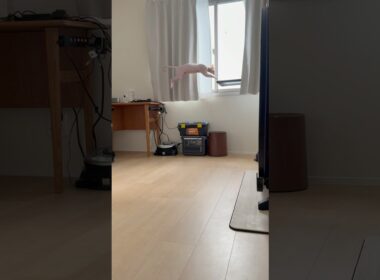 窓際ハンモックに行くルートを模索する気のない猫【スフィンクス】