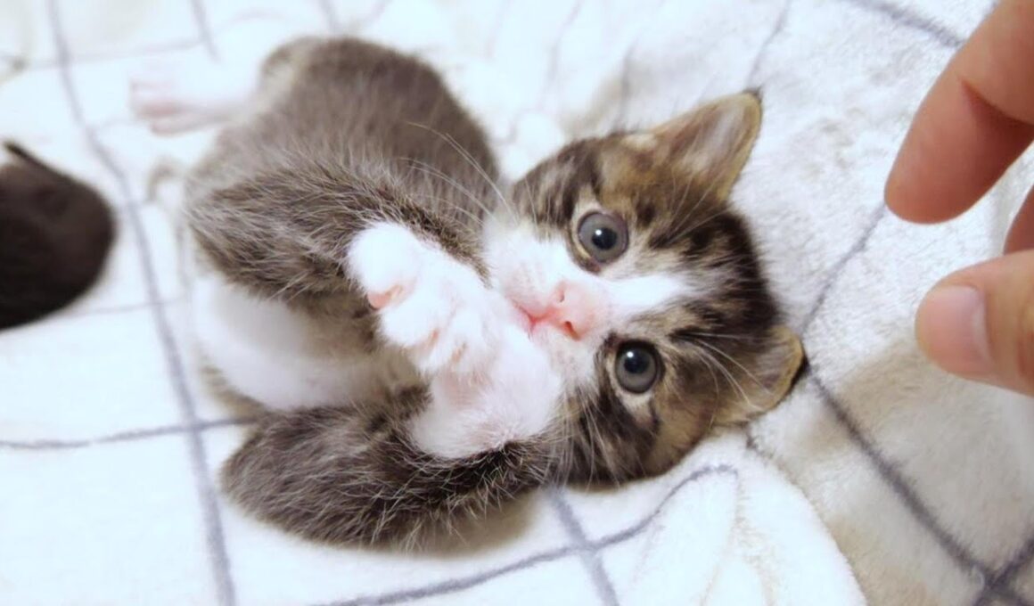 遊び疲れた子猫がソファーでゆっくり眠りにつく？【赤ちゃん猫　保護猫】