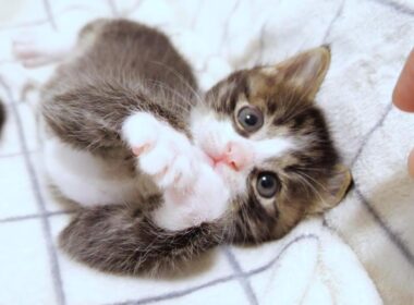 遊び疲れた子猫がソファーでゆっくり眠りにつく？【赤ちゃん猫　保護猫】