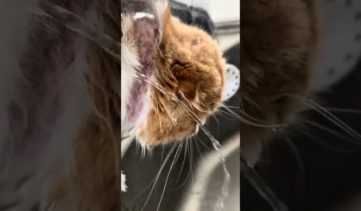 シンクが猫で埋まりました😹#スコティッシュフォールド #ねこ #猫 #cat #ぷく #もふ