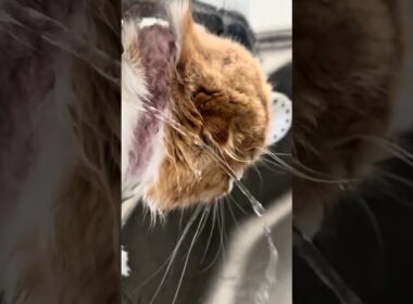 シンクが猫で埋まりました😹#スコティッシュフォールド #ねこ #猫 #cat #ぷく #もふ