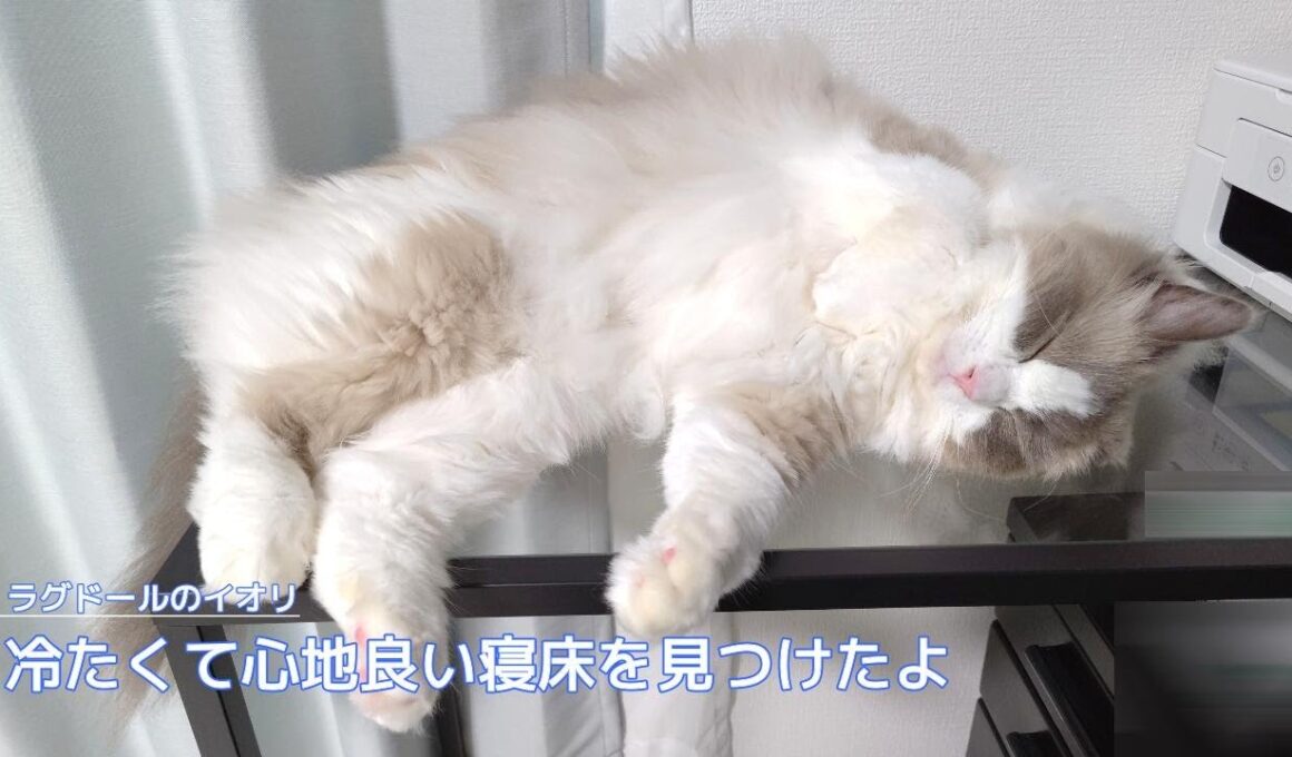 【ラグドール】冷たくて心地良い寝床を見つけたよ