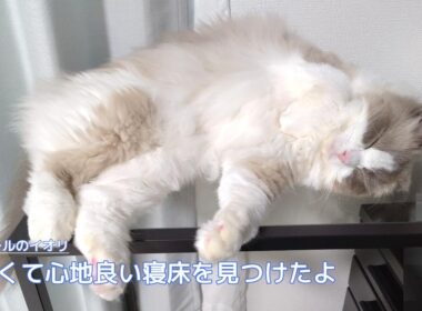 【ラグドール】冷たくて心地良い寝床を見つけたよ