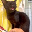 人との接し方が分からず戸惑う子猫の鳴き声が切ない【保護猫】