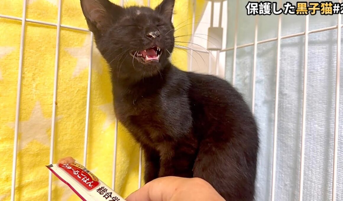 人との接し方が分からず戸惑う子猫の鳴き声が切ない【保護猫】