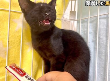人との接し方が分からず戸惑う子猫の鳴き声が切ない【保護猫】