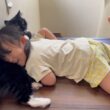 猫吸いされる猫　ラガマフィンA cat being touched. Ragamuffin