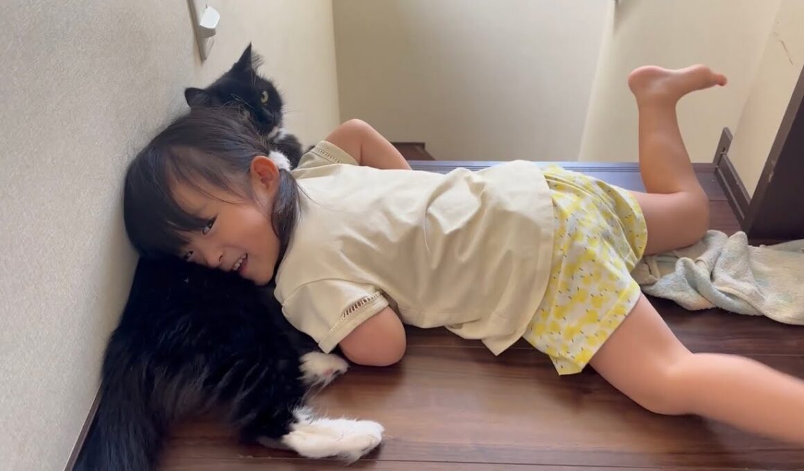 猫吸いされる猫　ラガマフィンA cat being touched. Ragamuffin