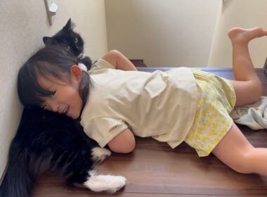 猫吸いされる猫　ラガマフィンA cat being touched. Ragamuffin