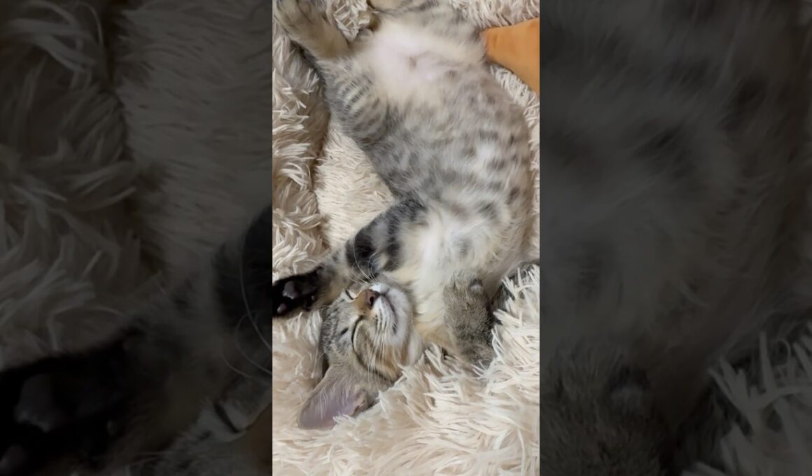 しおんくんの寝方がかわいすぎる #猫 #子猫 #保護猫 #キジトラ #子猫のいる生活 #cat #shorts