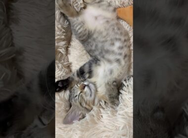 しおんくんの寝方がかわいすぎる #猫 #子猫 #保護猫 #キジトラ #子猫のいる生活 #cat #shorts