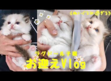 【甘えん坊】ラグドール子猫お迎え初日Vlog 🧸🧺｜可愛すぎるぬいぐるみと暮らしはじめました。動きは最小限、甘えは最大級。