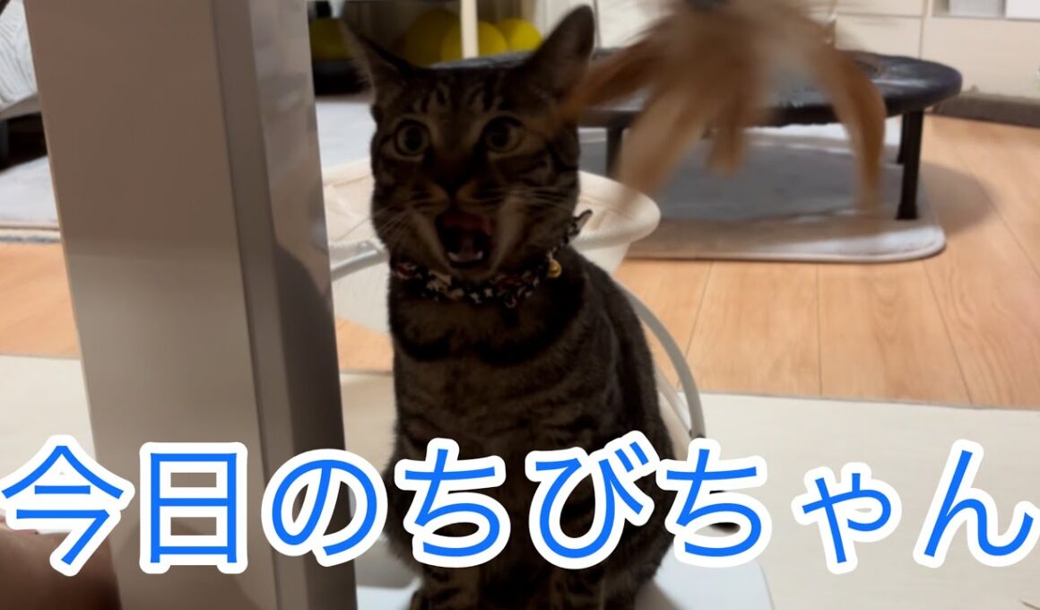 今日のちびちゃん🐱