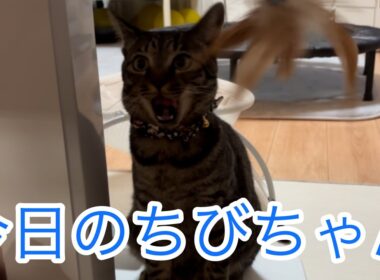 今日のちびちゃん🐱
