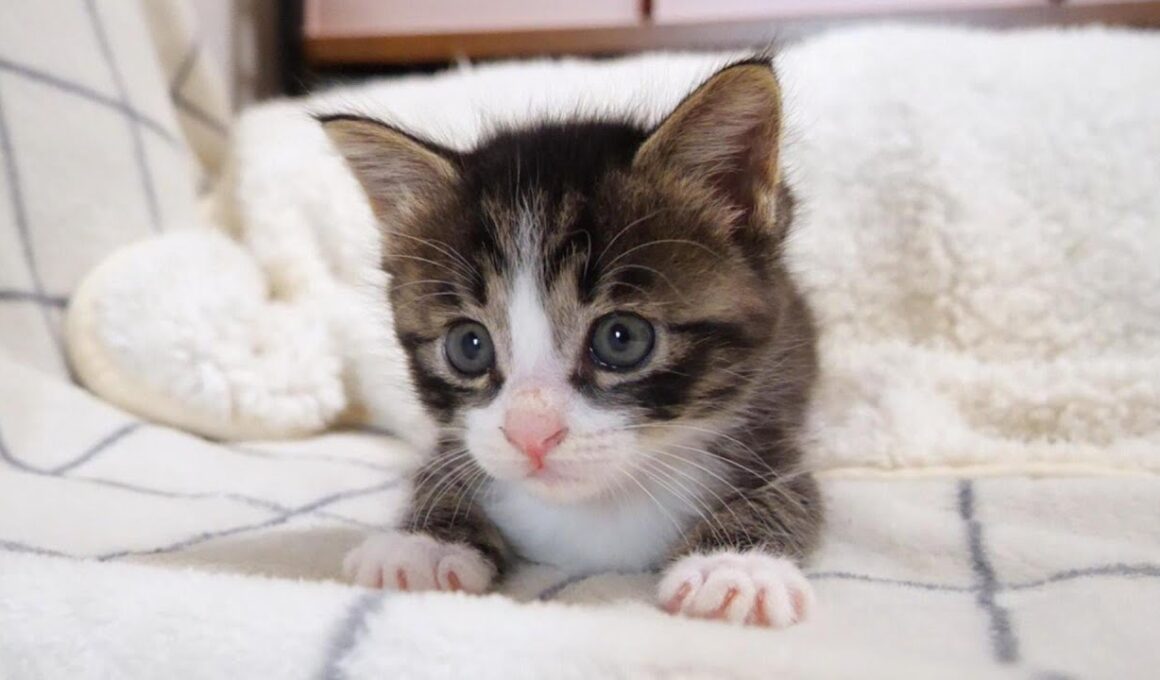 子猫の覚醒？やんのかステップを披露するふたりの子猫【赤ちゃん猫　保護猫】