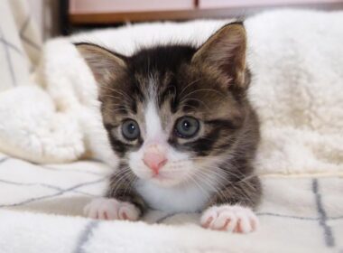 子猫の覚醒？やんのかステップを披露するふたりの子猫【赤ちゃん猫　保護猫】