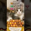 子猫を拾ったら人生変わった #shorts #子猫 #保護猫 #猫 #捨て猫 #catlovers #kitten