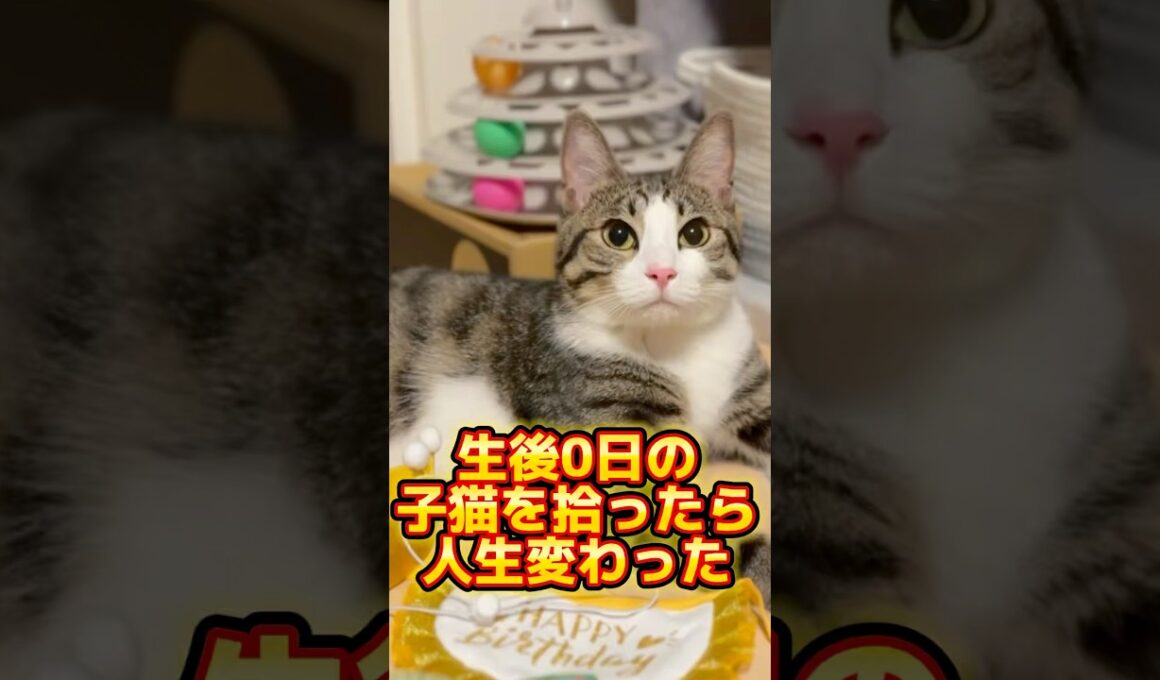 子猫を拾ったら人生変わった #shorts #子猫 #保護猫 #猫 #捨て猫 #catlovers #kitten