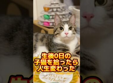 子猫を拾ったら人生変わった #shorts #子猫 #保護猫 #猫 #捨て猫 #catlovers #kitten