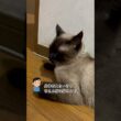 CS640 飼い主の側が好きな猫 #シャム猫